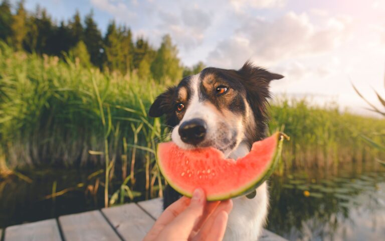 cachorro pode comer melancia