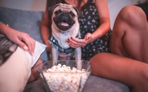 Cachorro pode comer pipoca